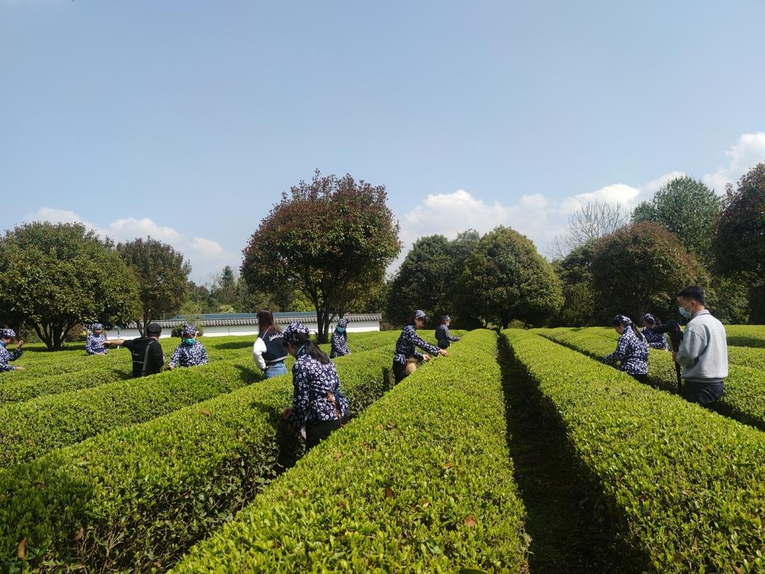 【奋进新征程 建功新时代】“茶”产业加持 乡村振兴后劲足